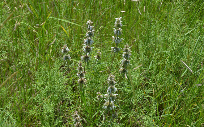 Monarda citriodora, Lemon Beebalm